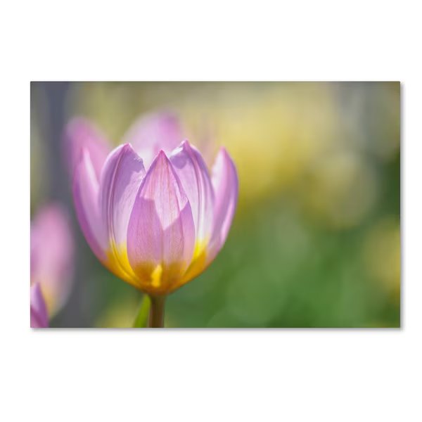 Cora Niele 'Tulip ?Lilac Wonder'' Canvas Art, 22x32, Trademark Fine Art, Mfr#: ALI1695-C2232GG